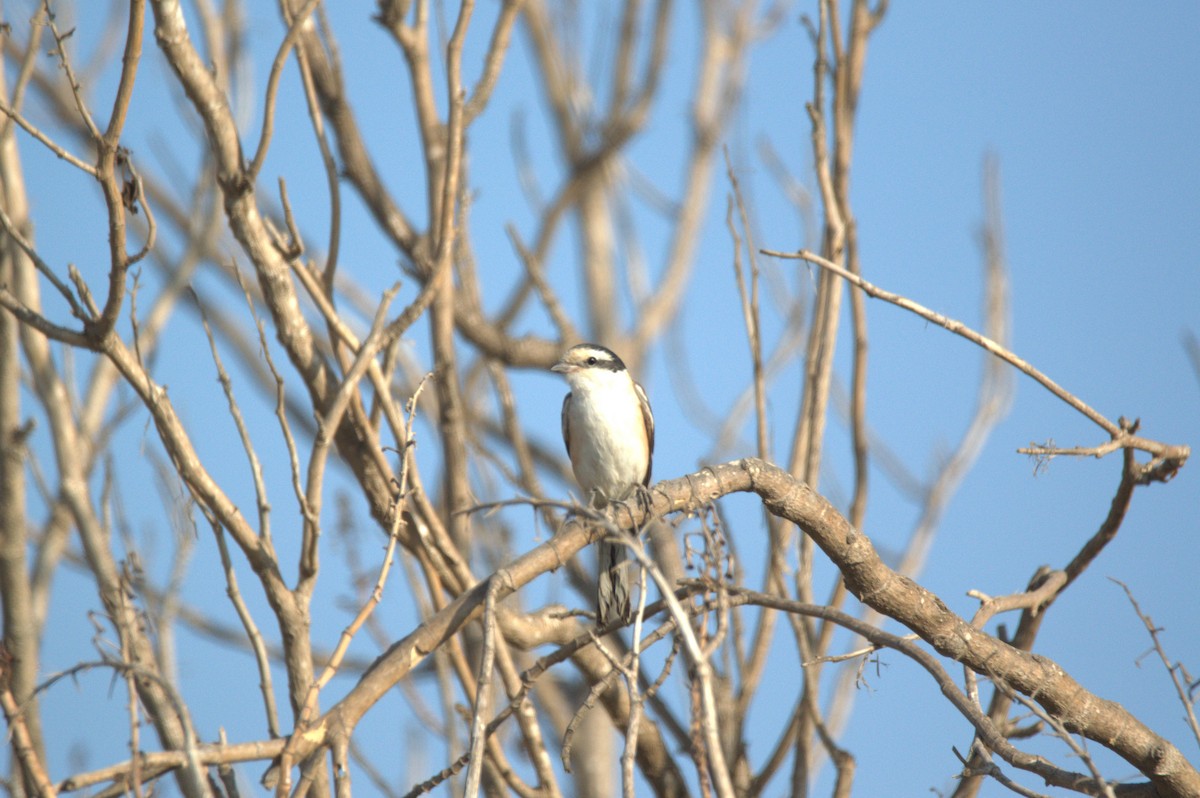 Masked Shrike - ML641738359