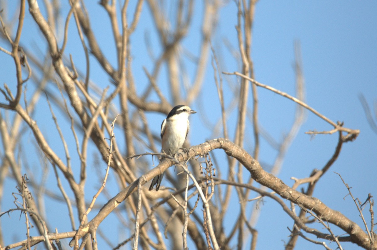 Masked Shrike - ML641738365
