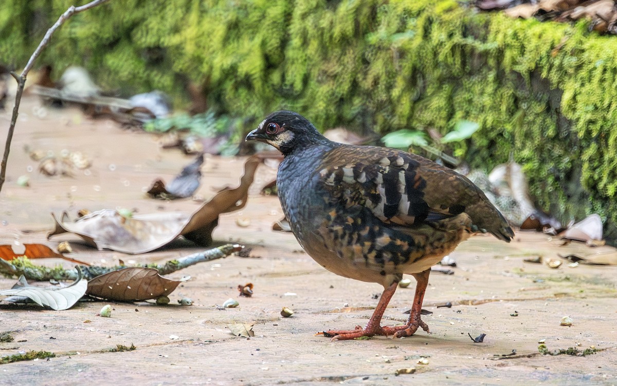 Malayan Partridge - ML641738387