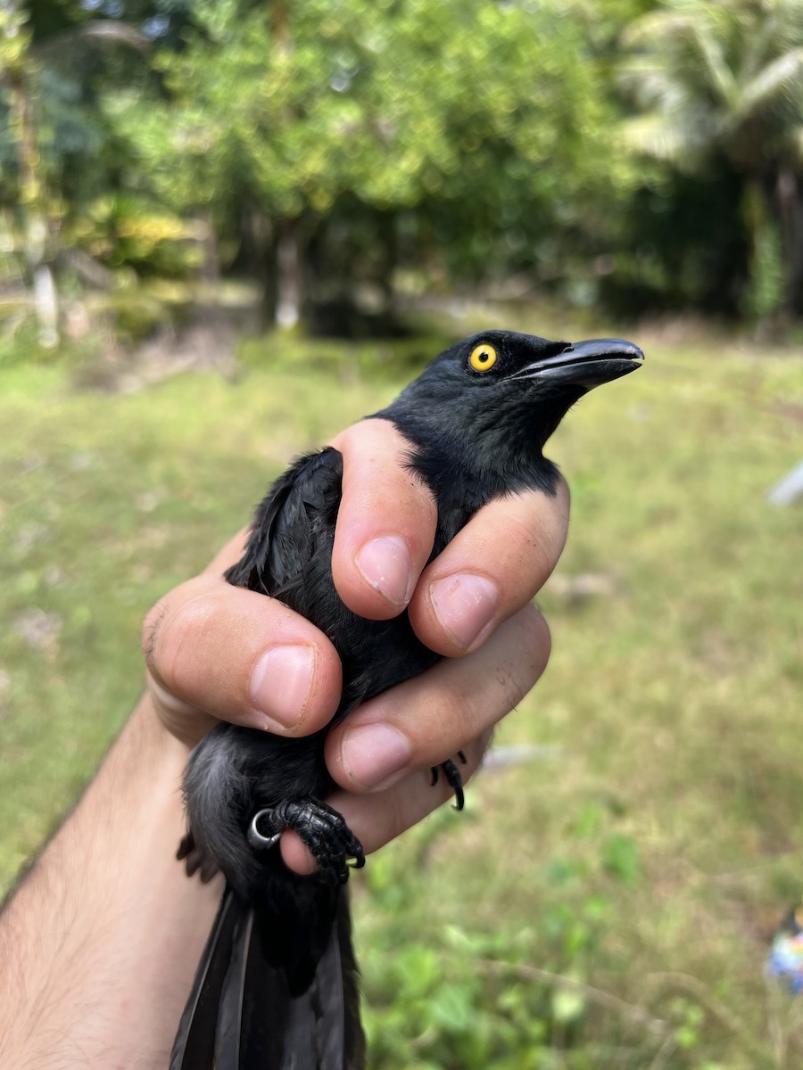 Micronesian Starling - ML641738415