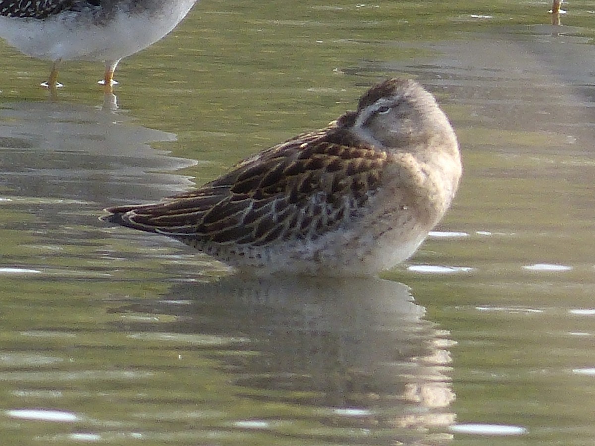 Short-billed Dowitcher - ML641738425