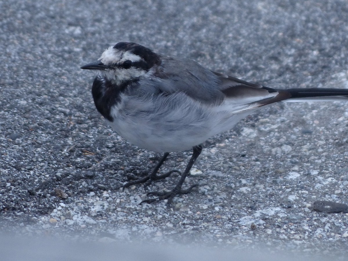 Хөх цэгцгий - ML641738444