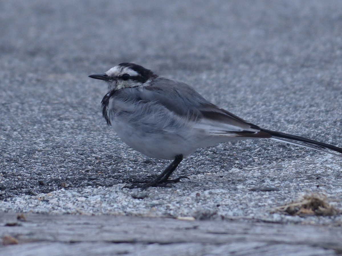 Хөх цэгцгий - ML641738445