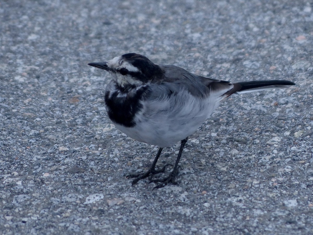 Хөх цэгцгий - ML641738446