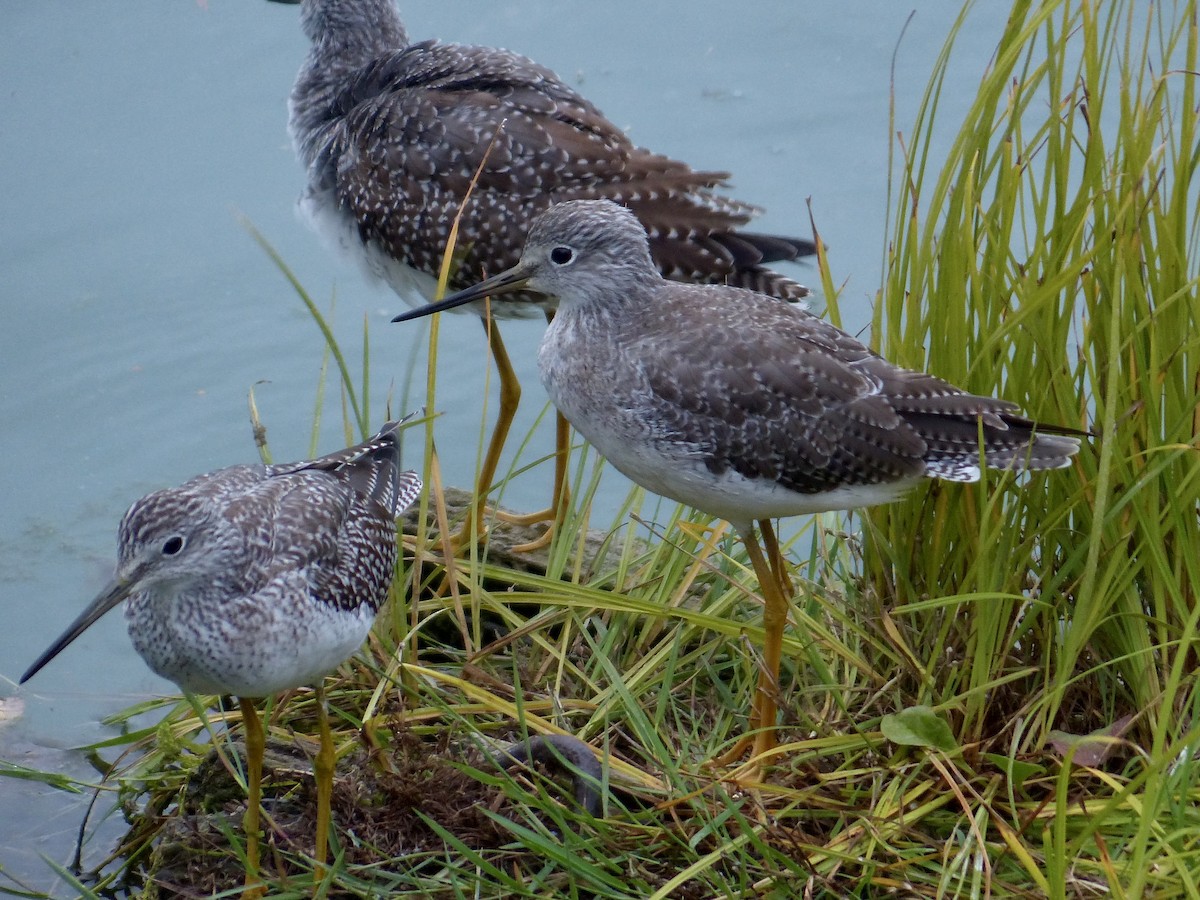 Greater Yellowlegs - ML641738455