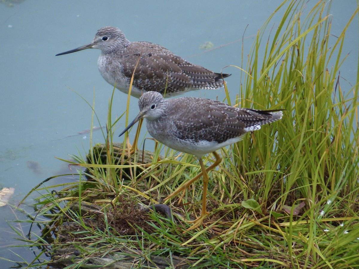 Greater Yellowlegs - ML641738456