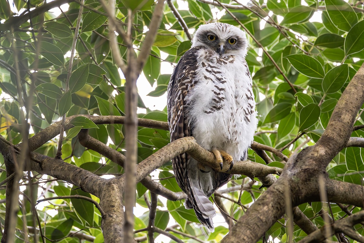 Powerful Owl - ML641738469