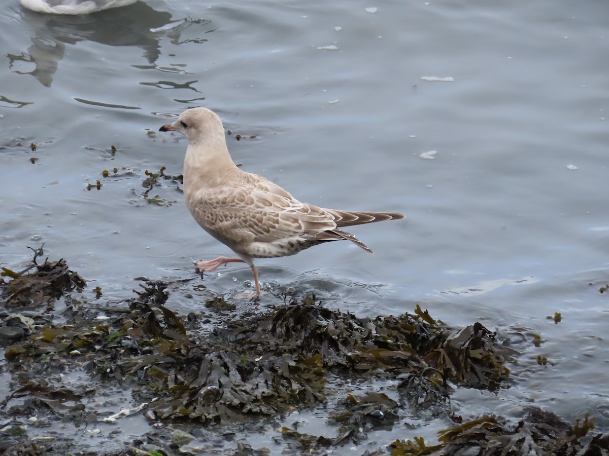 Short-billed Gull - ML641738485