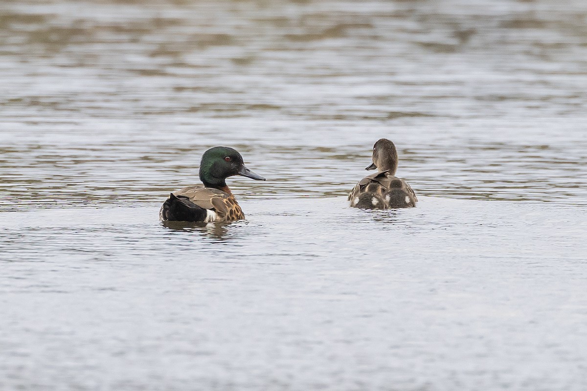 Chestnut Teal - ML641738491