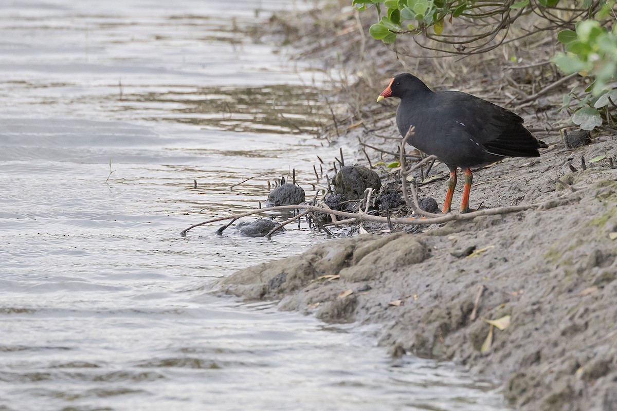 Dusky Moorhen - ML641738493