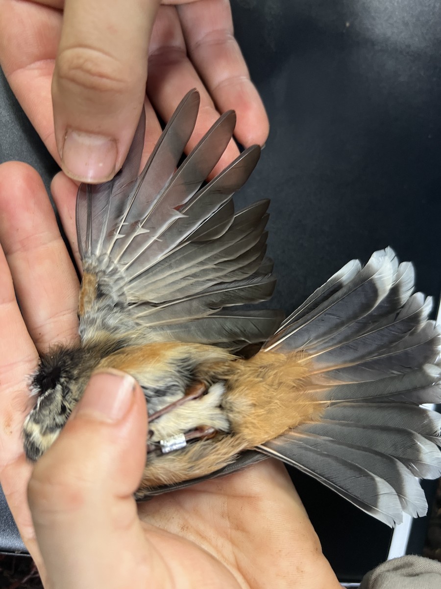 Micronesian Rufous Fantail (Marianas) - ML641738544