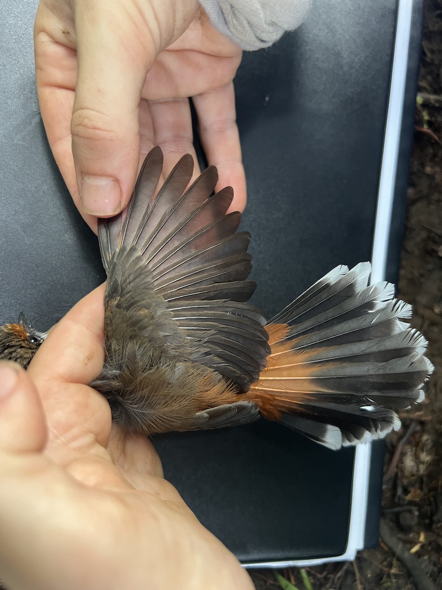 Micronesian Rufous Fantail (Marianas) - ML641738545