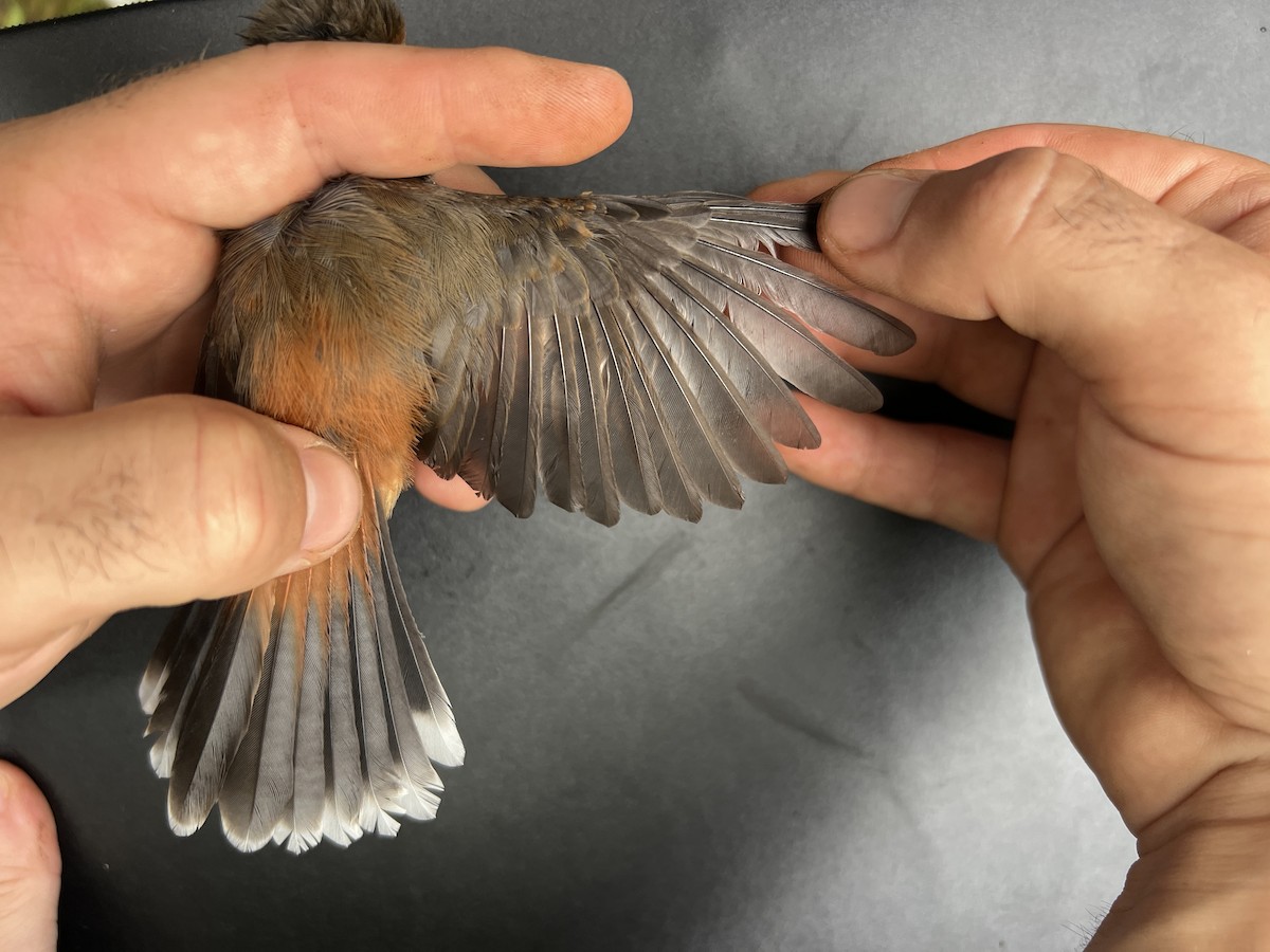 Micronesian Rufous Fantail (Marianas) - ML641738546