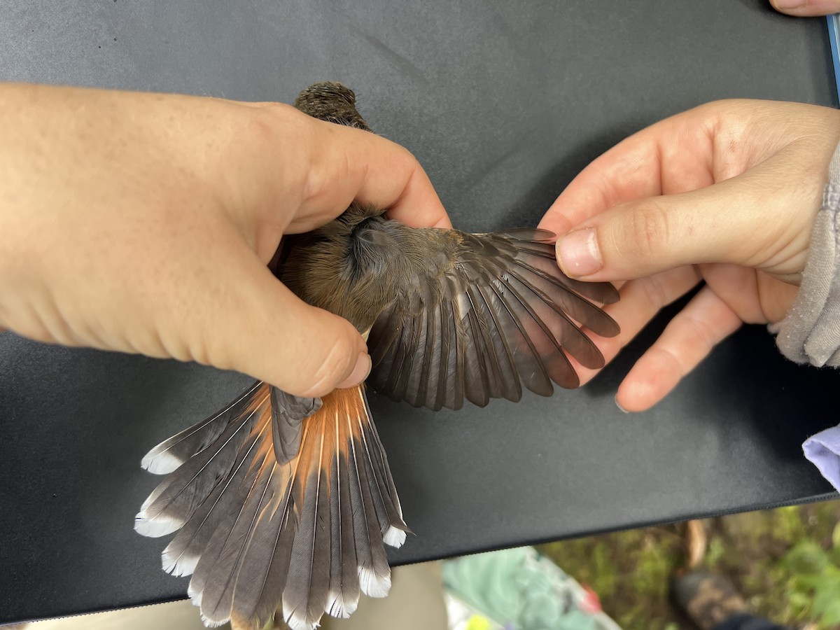 Micronesian Rufous Fantail (Marianas) - ML641738548