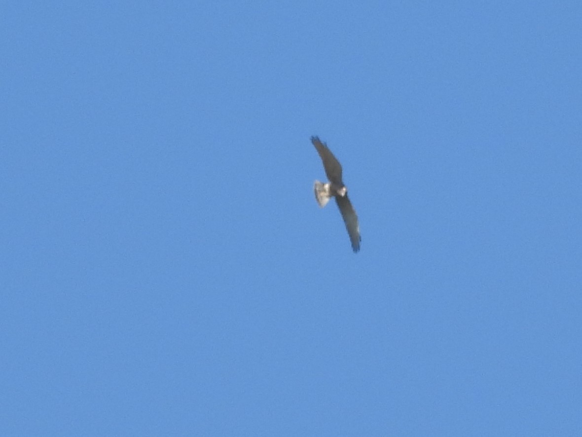 Amurbussard - ML641738571