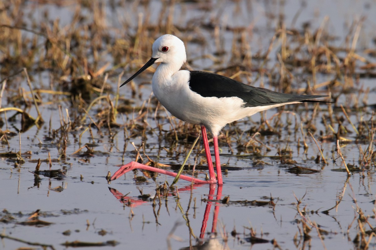 Black-winged Stilt - ML641738590