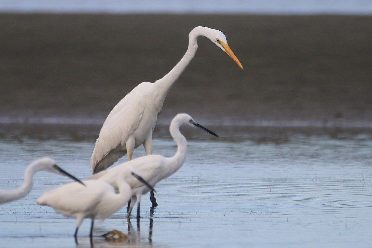 大白鷺 - ML641738655