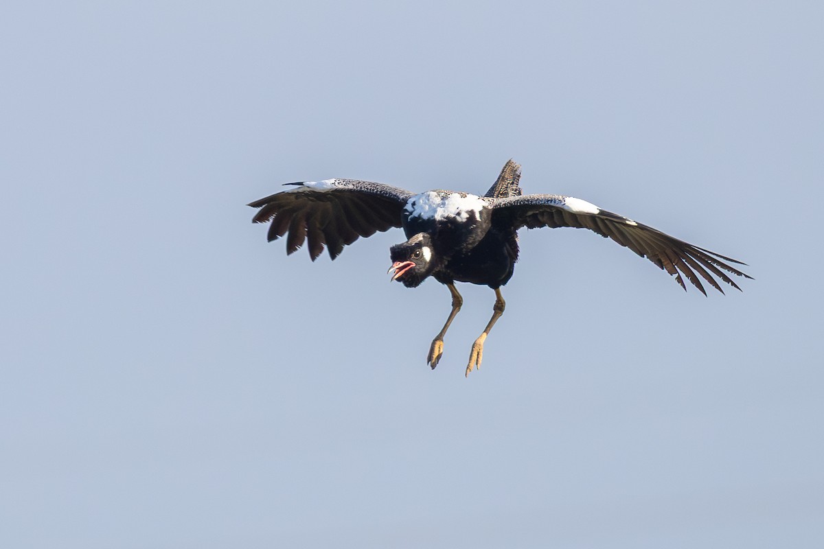Black Bustard - ML641738665