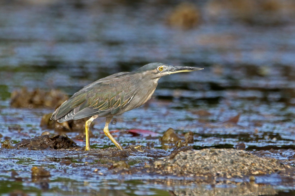Striated Heron (Old World) - ML641738673