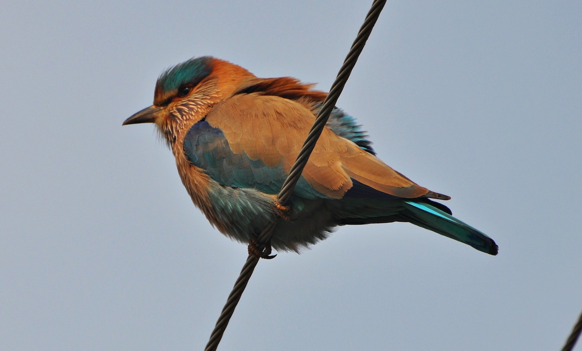インドブッポウソウ - ML641738689