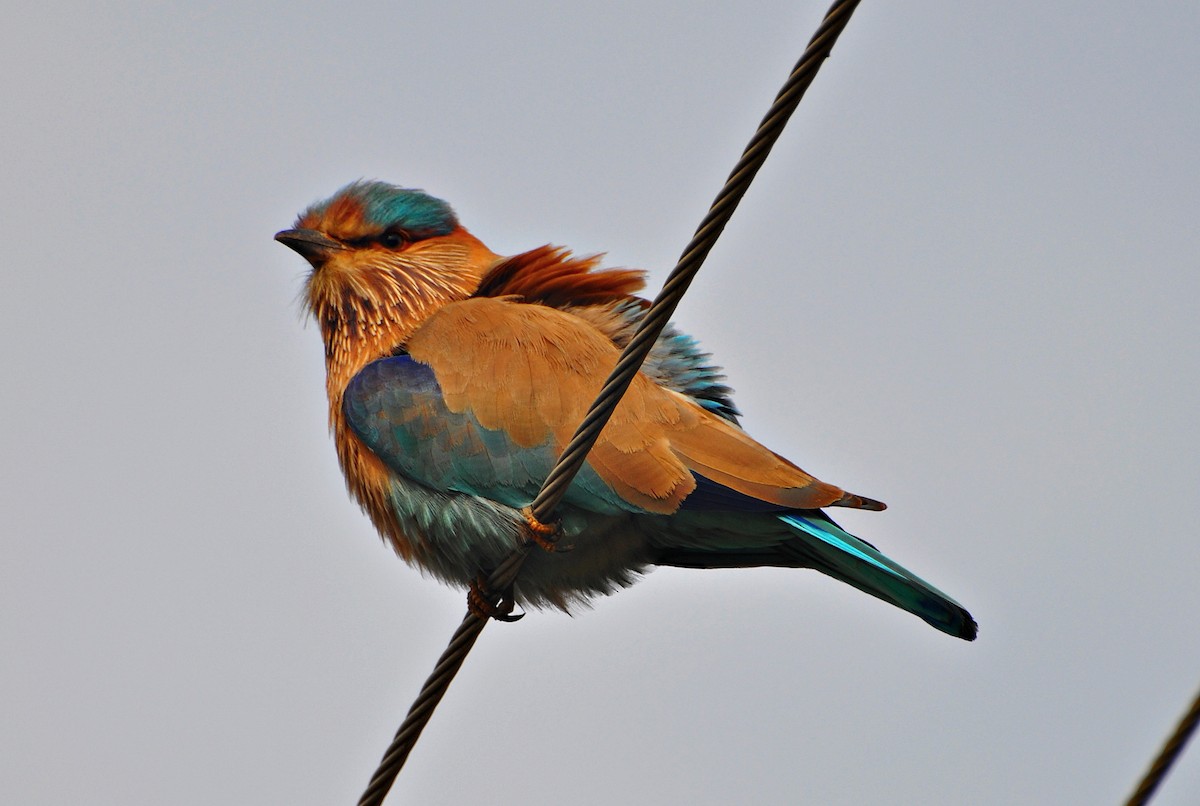 インドブッポウソウ - ML641738690