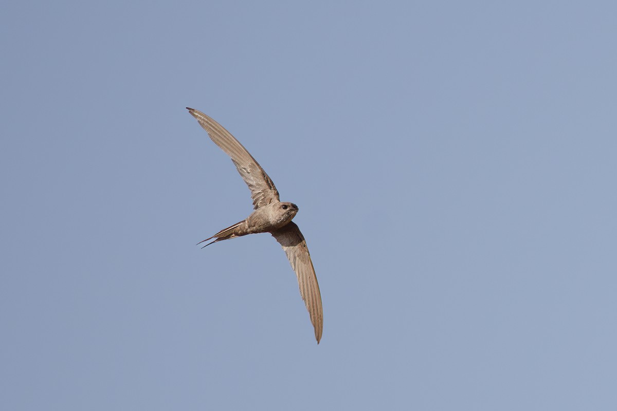 African Palm Swift - ML641738694