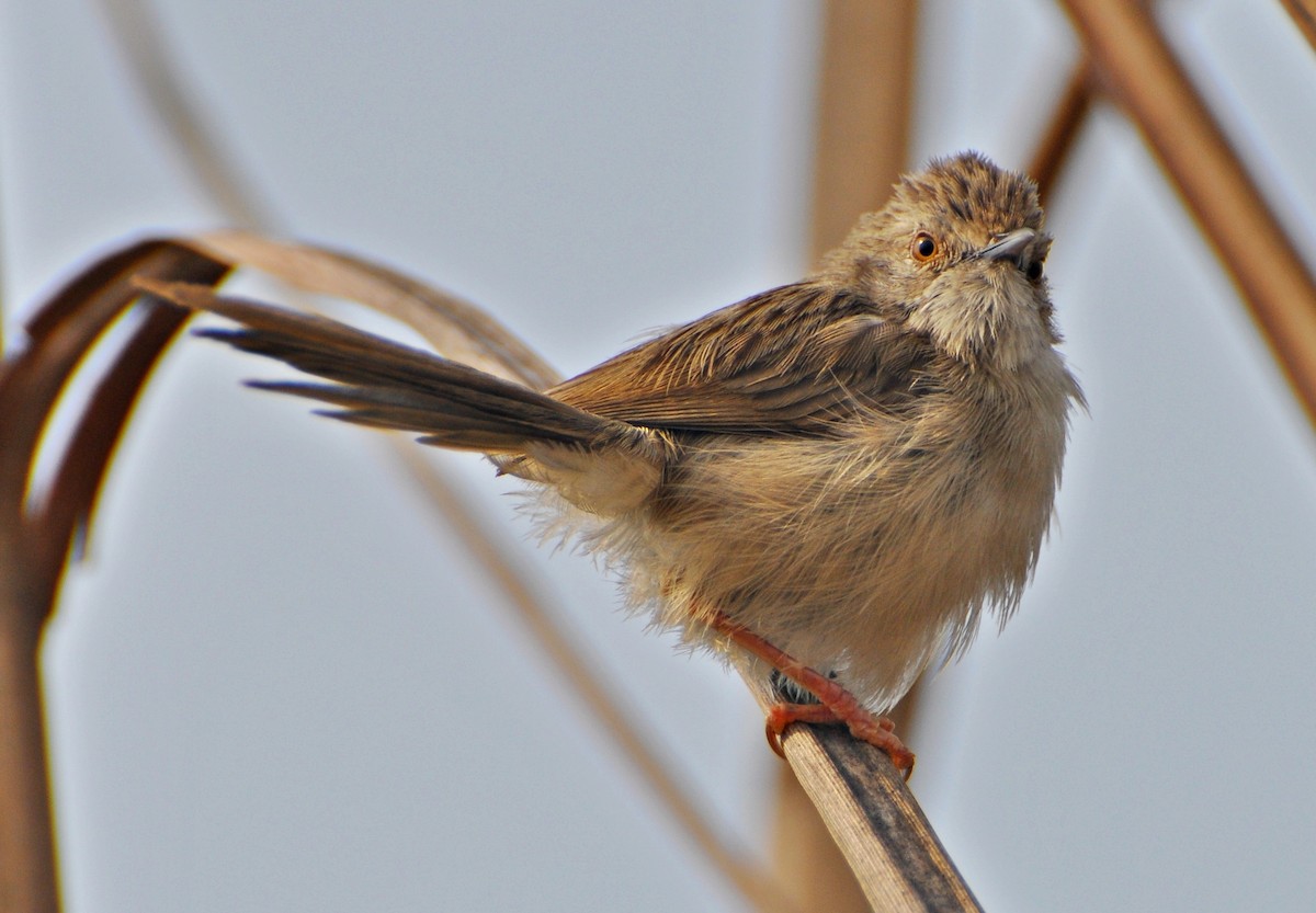 Delicate Prinia - ML641738701