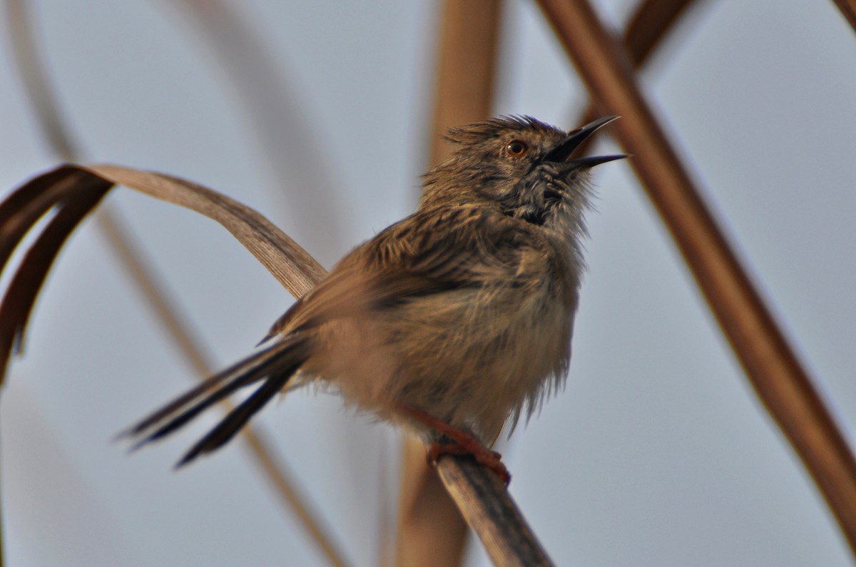 Delicate Prinia - ML641738702