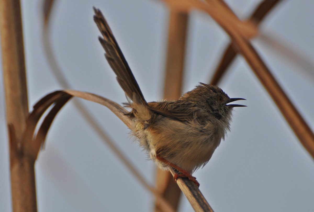 Delicate Prinia - ML641738703