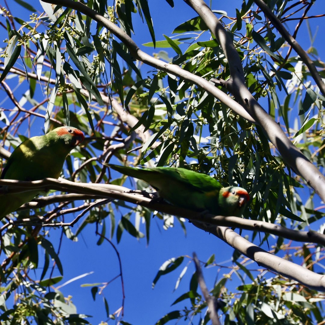 Musk Lorikeet - ML641738704
