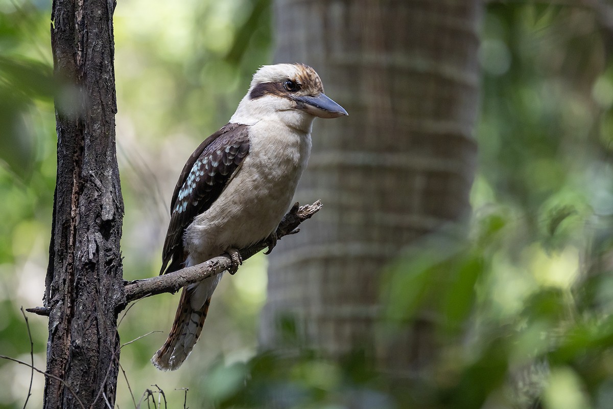 latterkokaburra - ML641738724