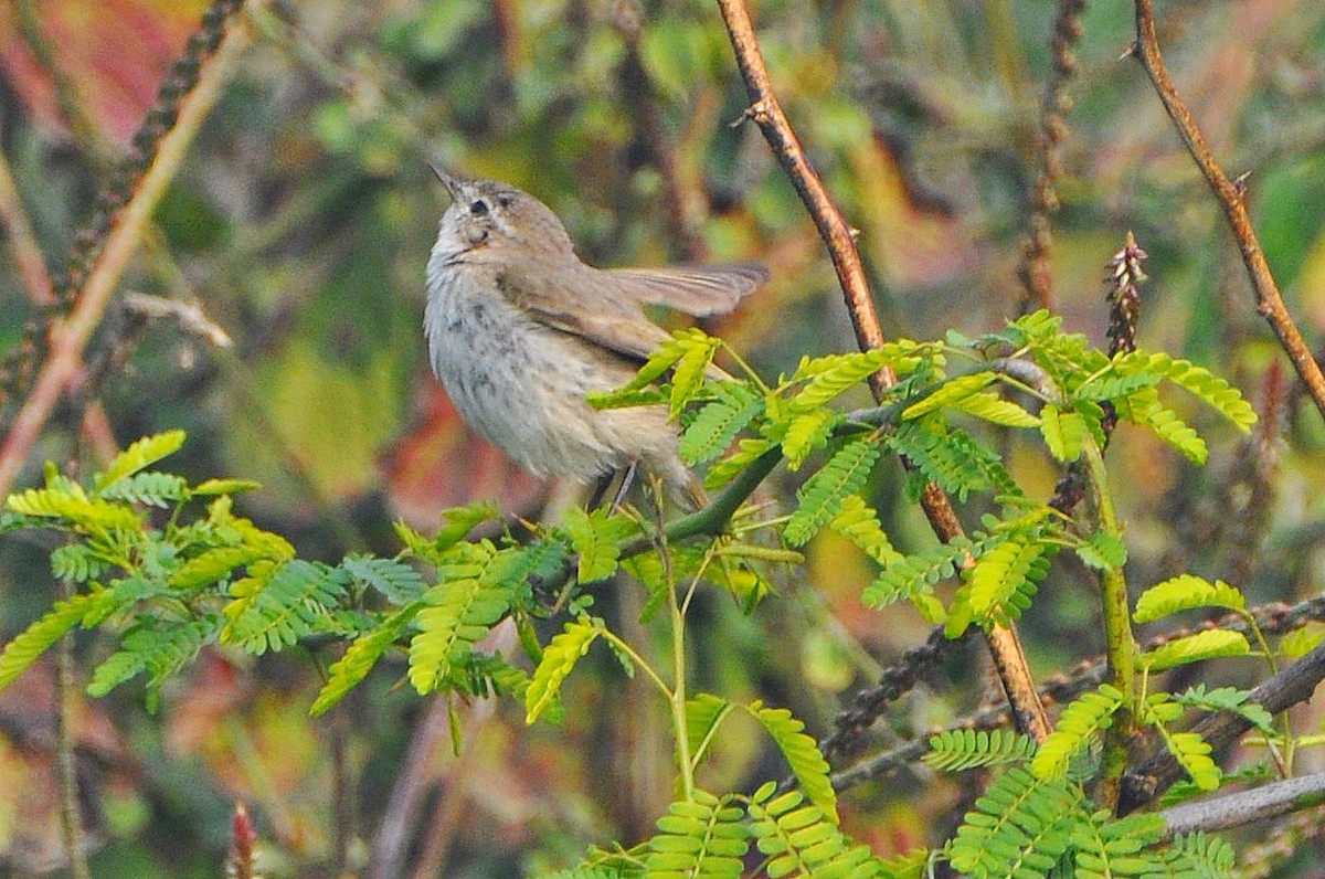 Common Chiffchaff - ML641738728