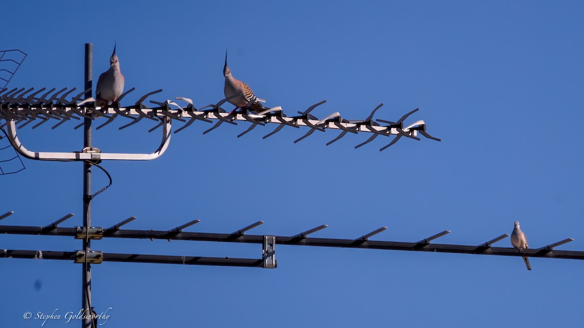 Crested Pigeon - ML641738739