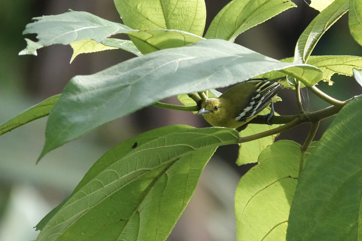 Common Iora - ML641738753