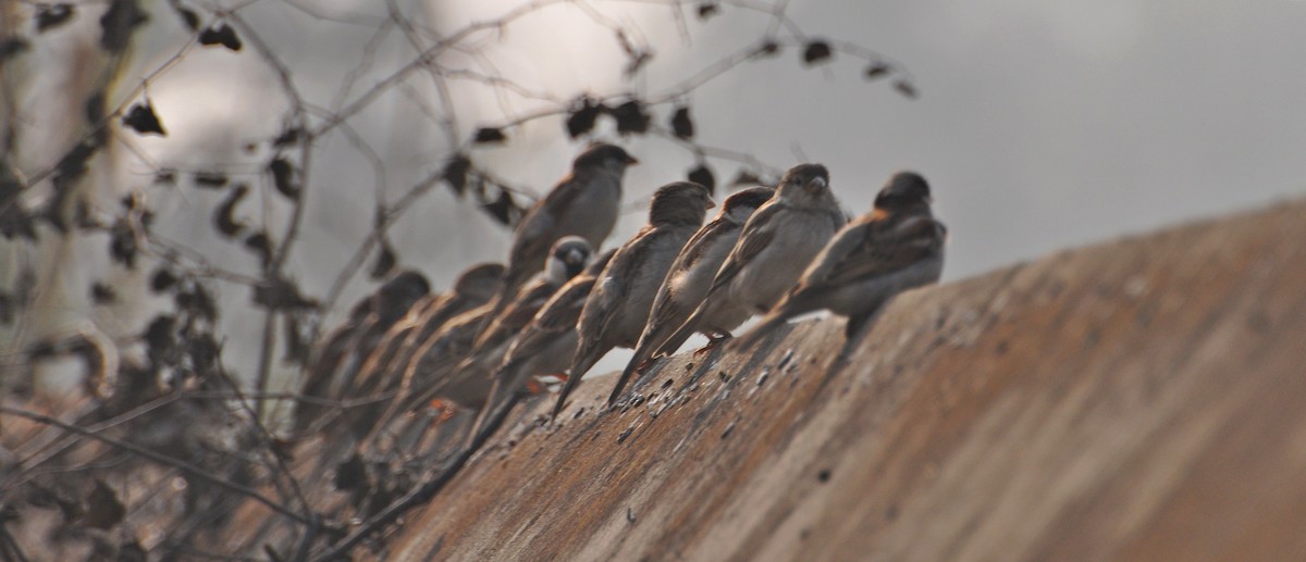 Sind Sparrow - ML641738757