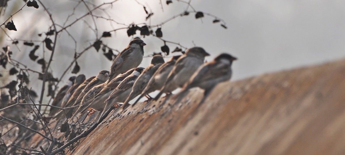 Sind Sparrow - ML641738758