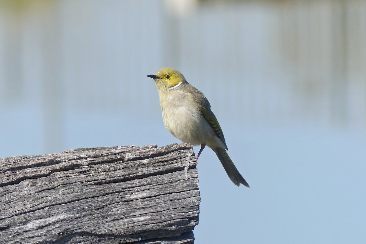 White-plumed Honeyeater - ML641738764