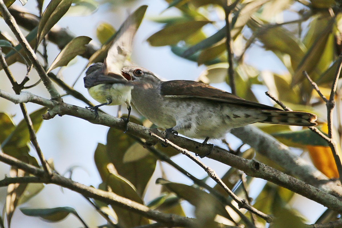 Little Bronze-Cuckoo - ML641738776