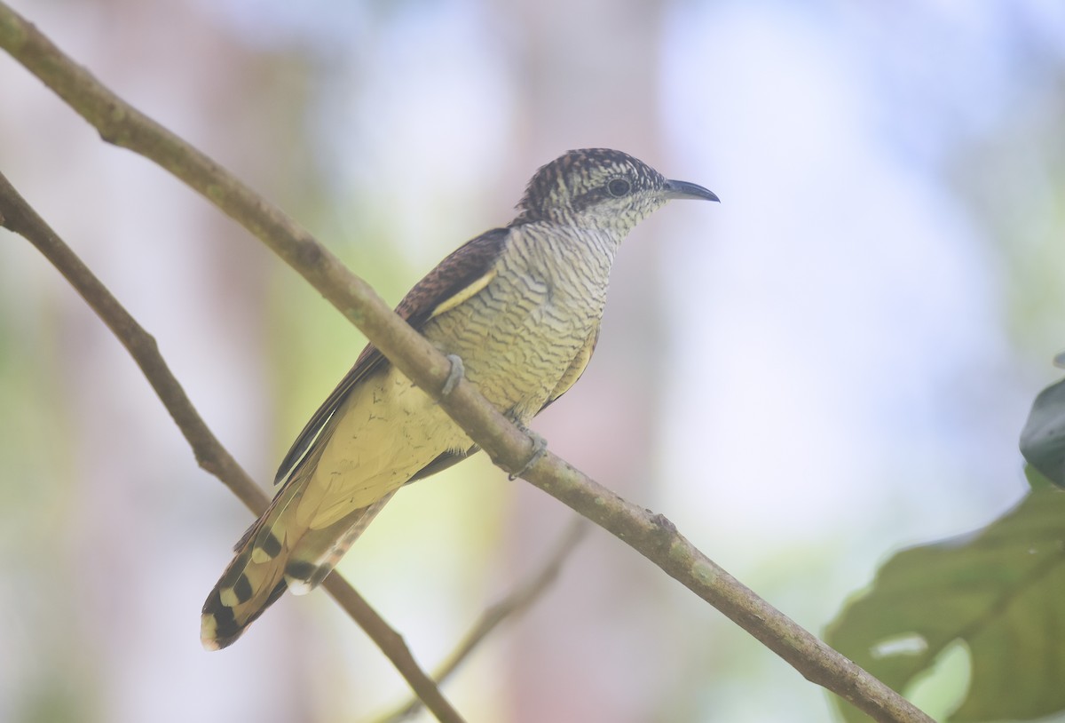 Sonneratkuckuck - ML641738781