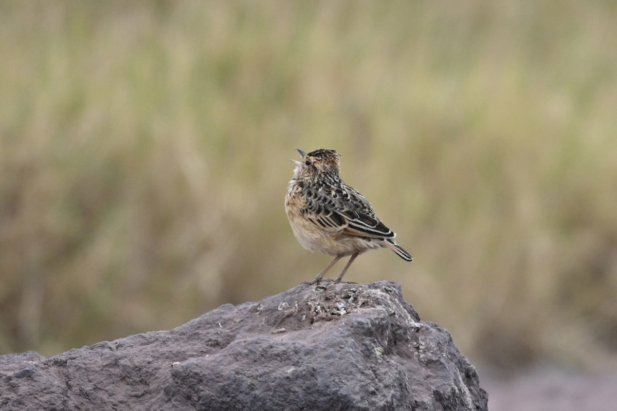 Rufous-naped Lark - ML641738801