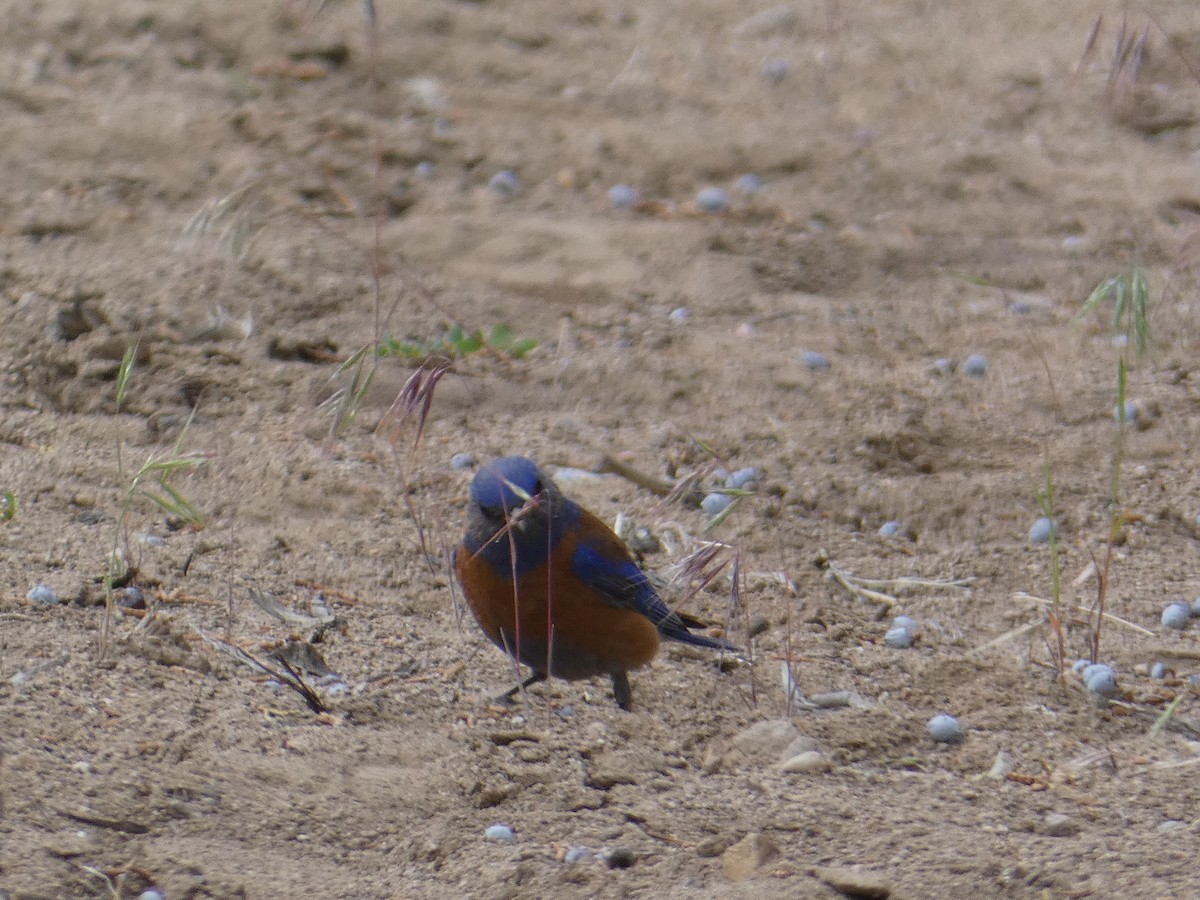 Western Bluebird - ML641738804