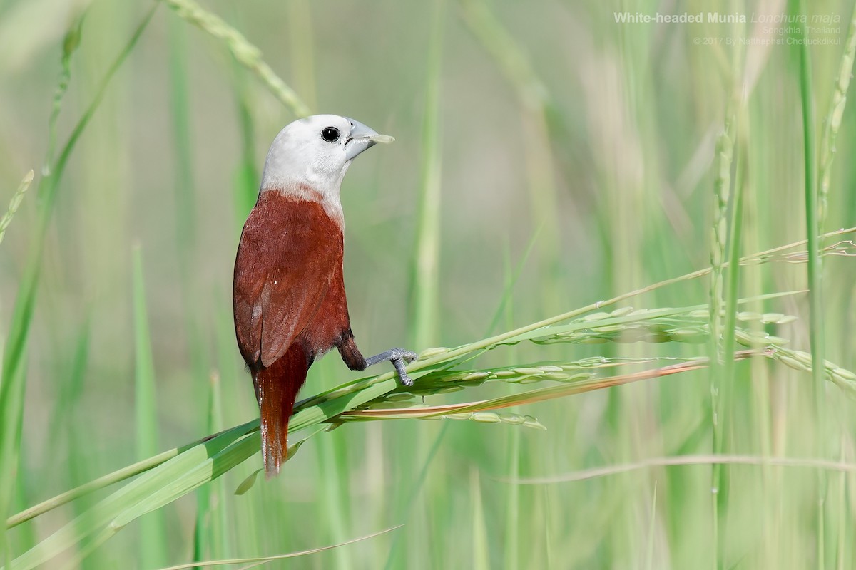 White-headed Munia - Natthaphat Chotjuckdikul