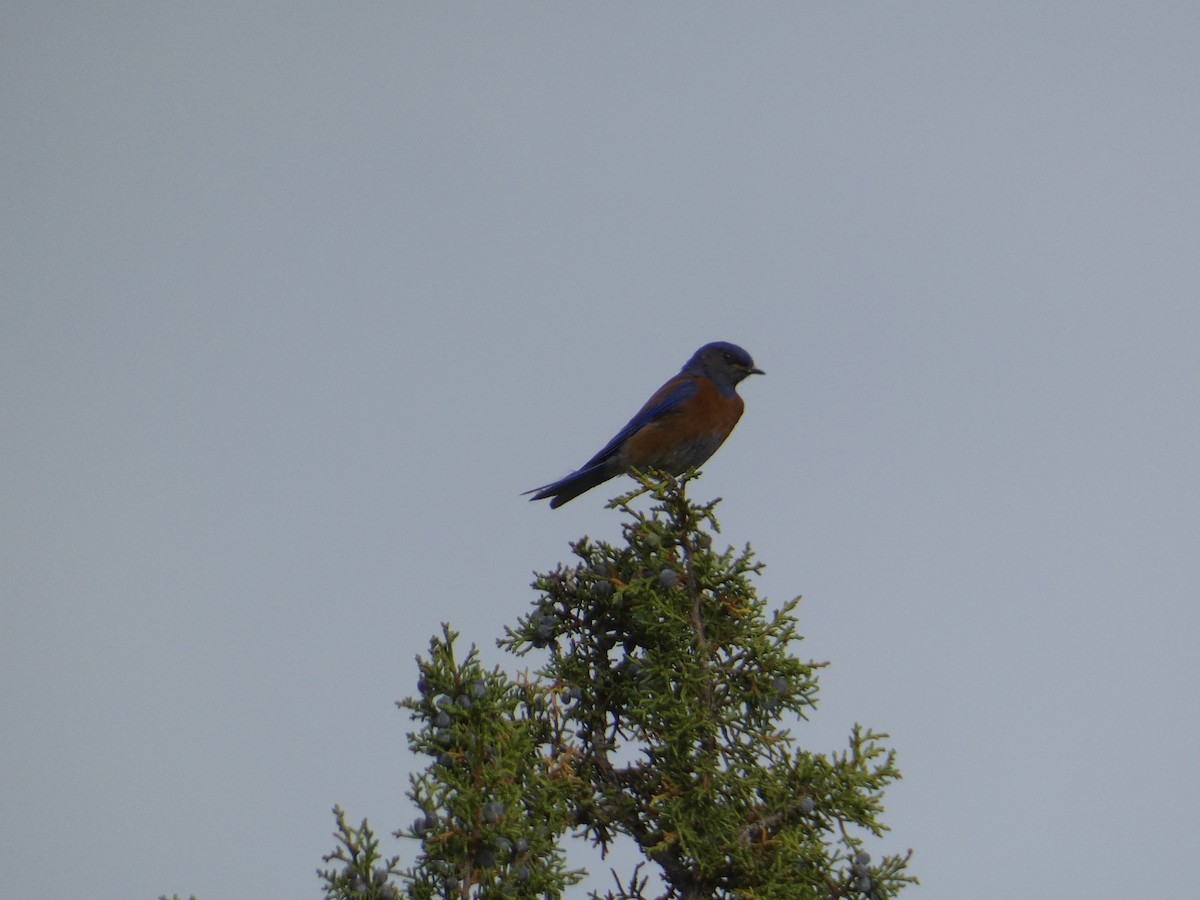 Western Bluebird - ML641738814