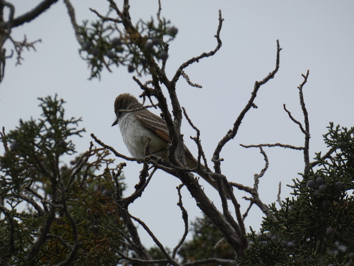 Ash-throated Flycatcher - ML641738849