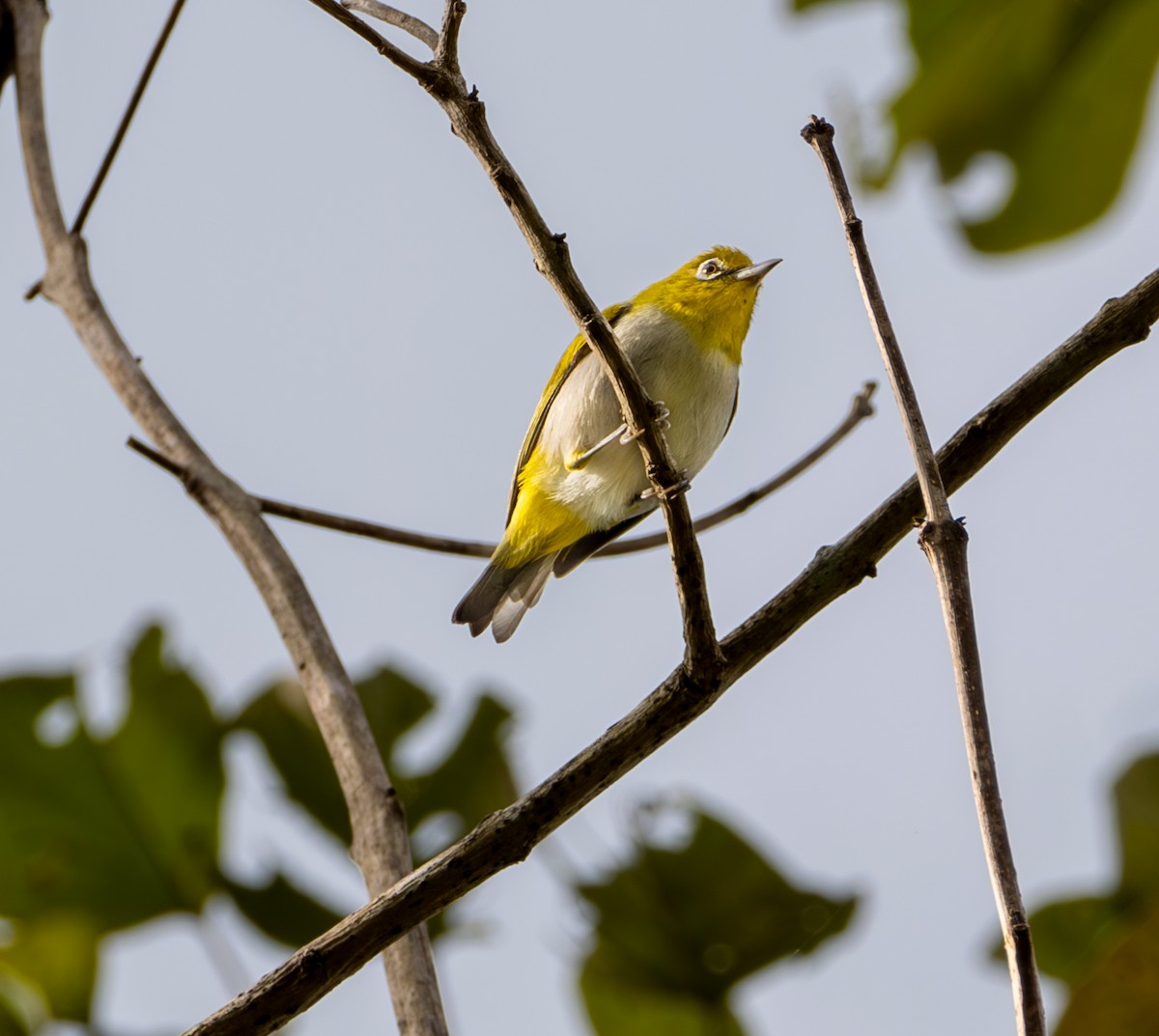 Ashy-bellied White-eye - ML641738857