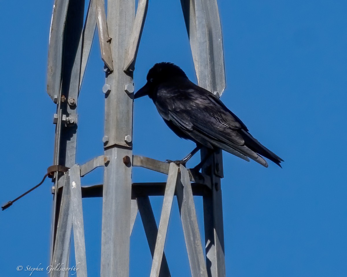 Torresian Crow - ML641738870