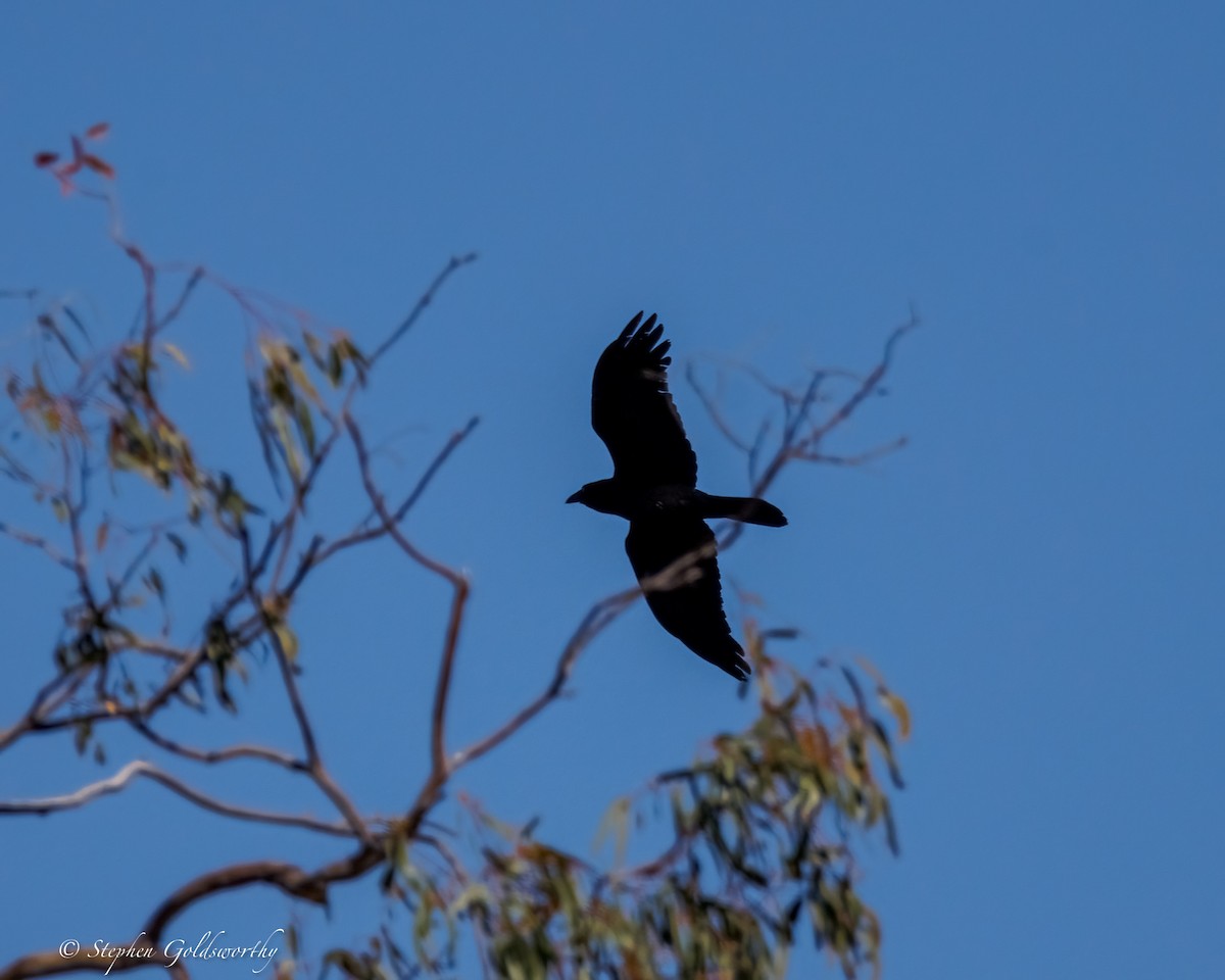 Torresian Crow - ML641738871