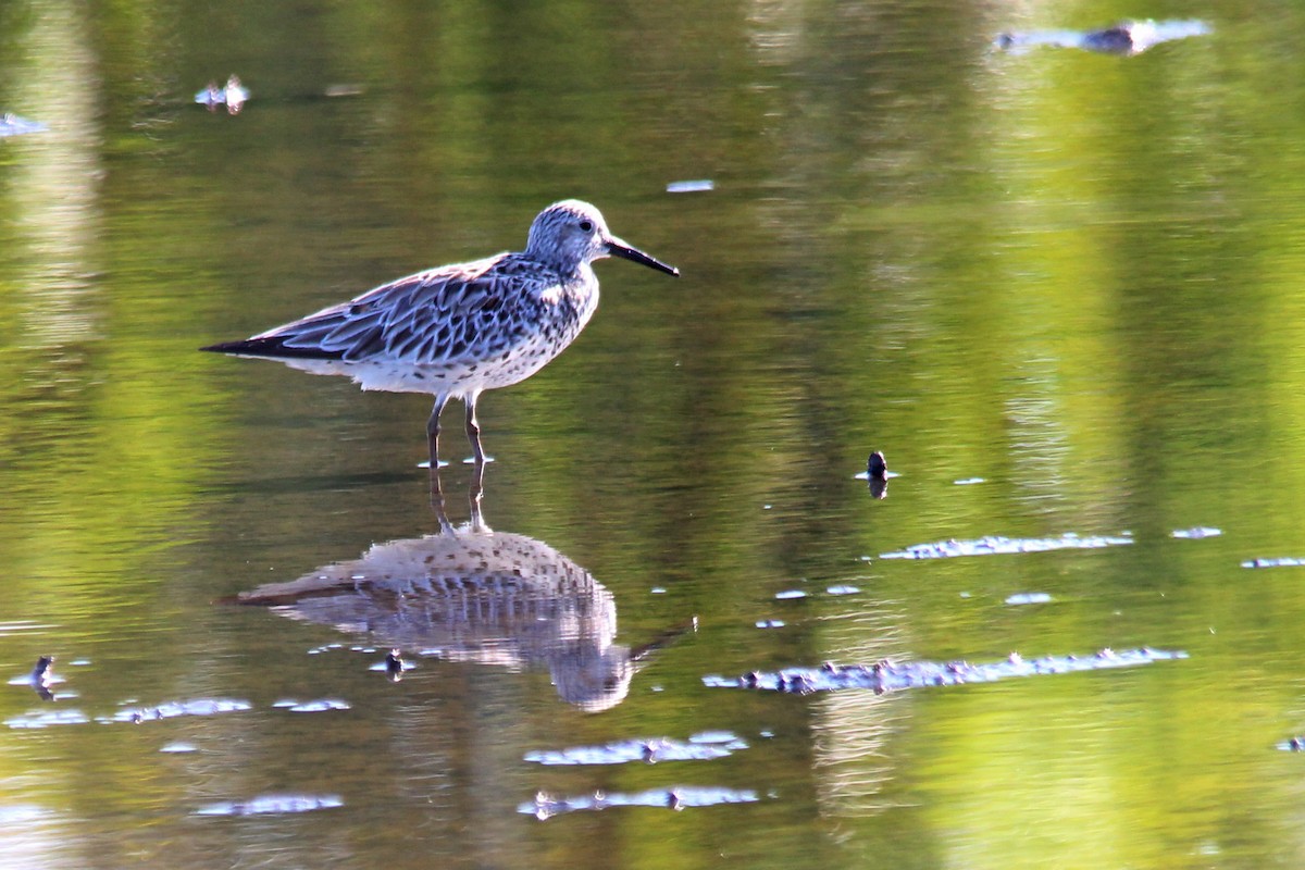 大濱鷸 - ML641738880