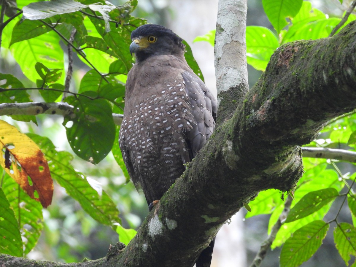 Haubenschlangenadler - ML641738885
