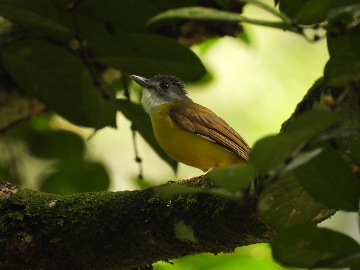 Yellow-bellied Bulbul - ML641738891